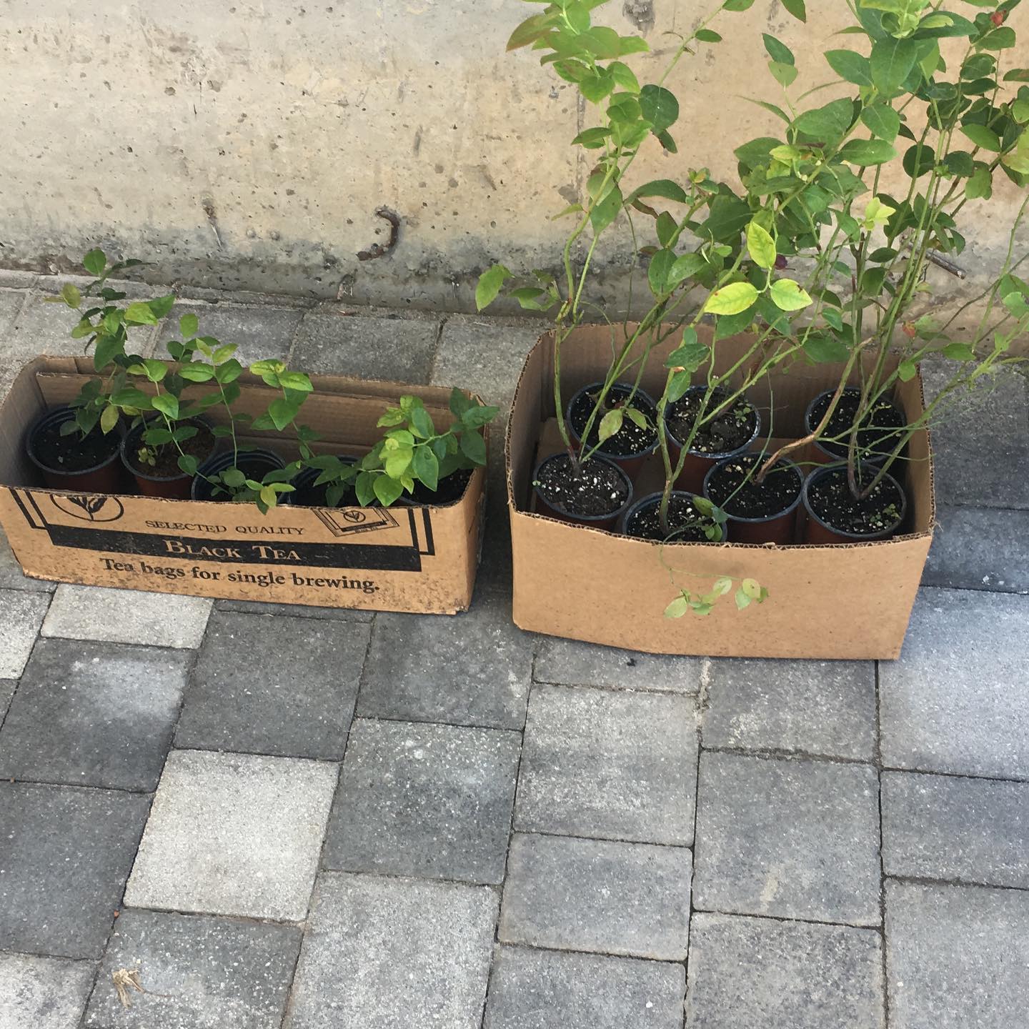 Голубика приехала. Сажаем. — кадр 2