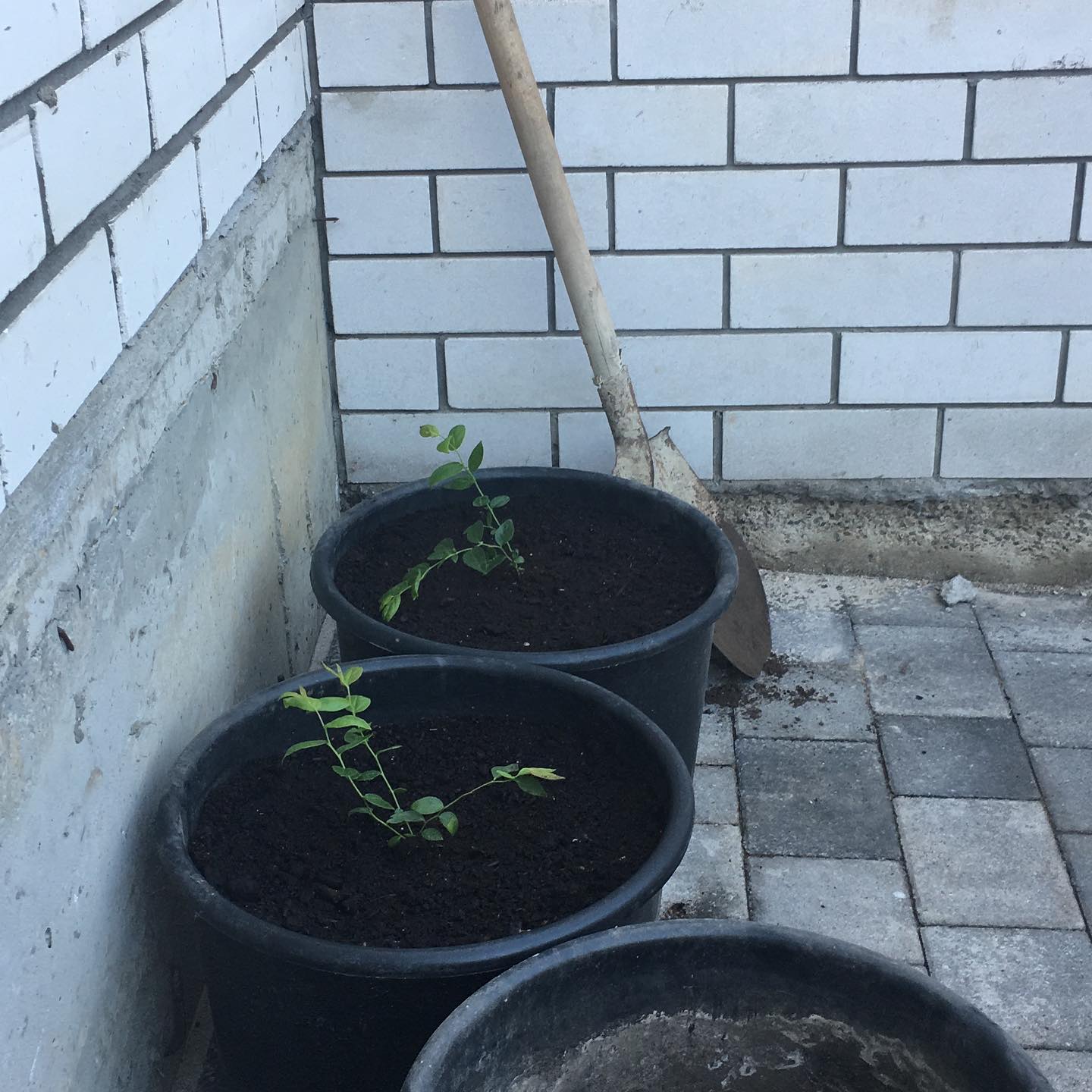 Голубика приехала. Сажаем. — кадр 8