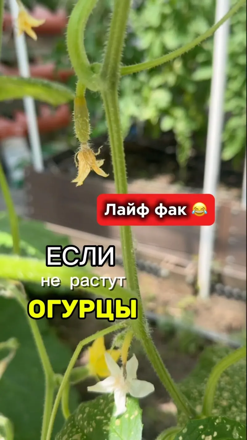 Дедовский метод опыления огурцов: работает?