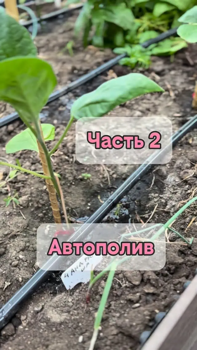 Капельная лента: что учесть перед покупкой